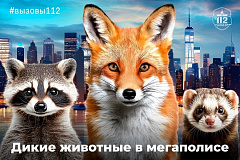Дикие животные в мегаполисе