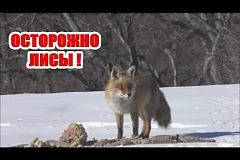 Памятка о правилах поведения при встрече с лисой